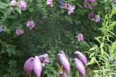 DSC03340